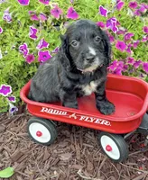 Pink collar , a female English Cocker Spaniel for sale in Ocilla, GA – 7 of 10