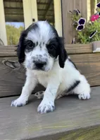 Blue collar , a male English Cocker Spaniel for sale in Ocilla, GA – 2 of 6