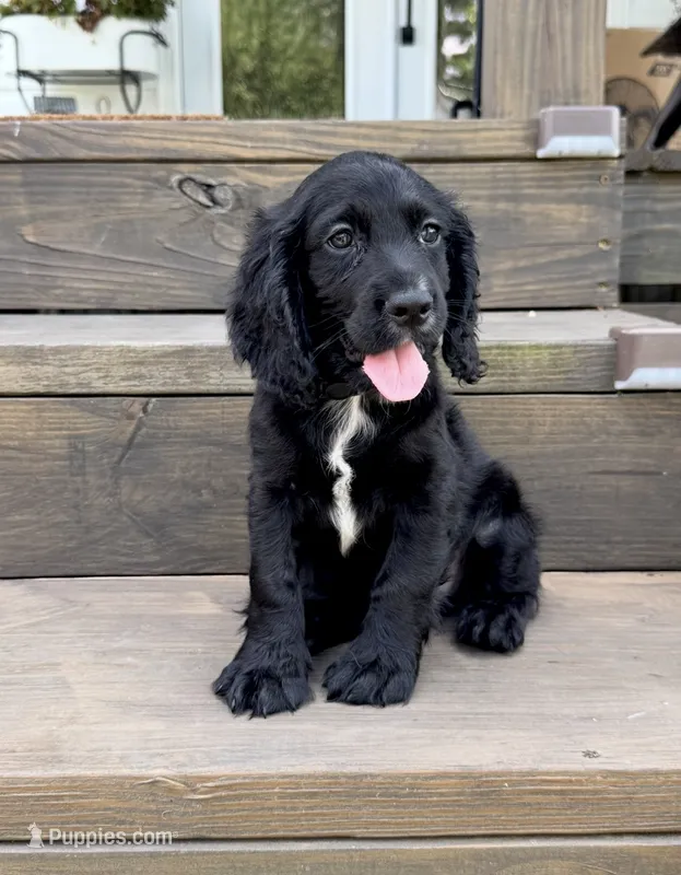 Green collar  – English Cocker Spaniel puppy for sale in Ocilla, GA