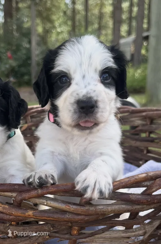 Pink collar  – English Cocker Spaniel puppy for sale in Ocilla, GA