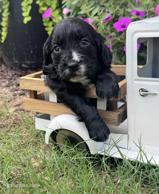 Purple collar  – English Cocker Spaniel puppy for sale in Ocilla, GA