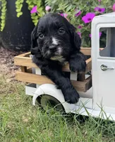 Purple collar , a female English Cocker Spaniel for sale in Ocilla, GA – 1 of 5