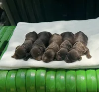 Boy , a male Boykin Spaniel for sale in Ocilla, GA – 3 of 5