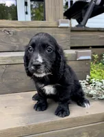 Pink collar , a female English Cocker Spaniel for sale in Ocilla, GA – 2 of 10