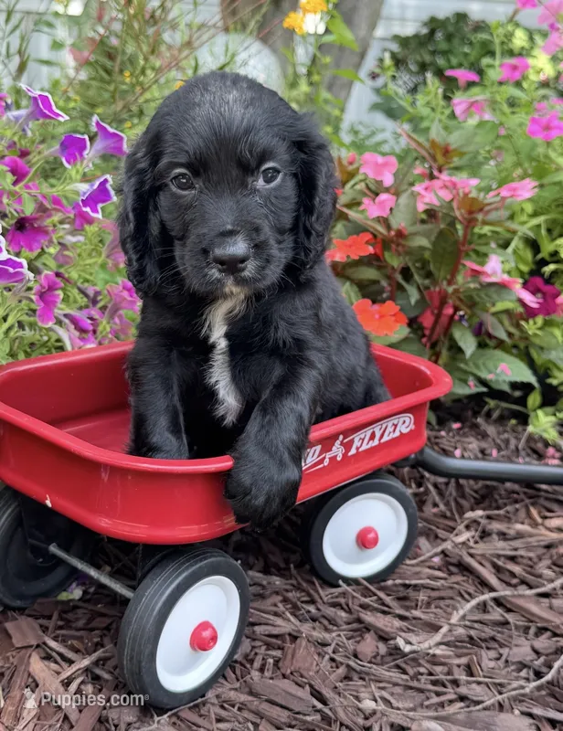 Green collar  – English Cocker Spaniel puppy for sale in Ocilla, GA