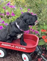 Pink collar , a female English Cocker Spaniel for sale in Ocilla, GA – 6 of 10