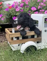 Pink collar , a female English Cocker Spaniel for sale in Ocilla, GA – 2 of 5