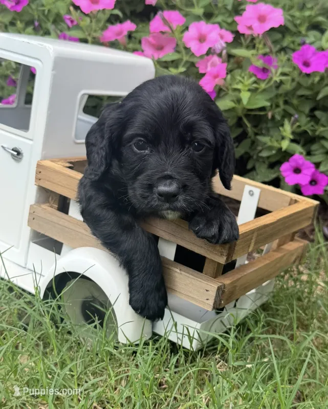Green collar  – English Cocker Spaniel puppy for sale in Ocilla, GA