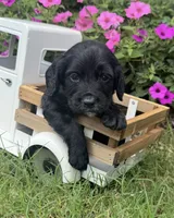 Green collar , a male English Cocker Spaniel for sale in Ocilla, GA – 1 of 6