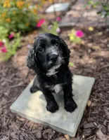 Pink collar , a female English Cocker Spaniel for sale in Ocilla, GA – 1 of 10