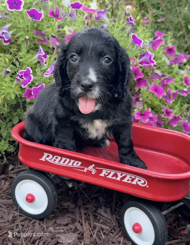 Purple collar  – English Cocker Spaniel puppy for sale in Ocilla, GA