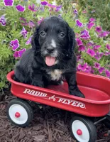 Pink collar , a female English Cocker Spaniel for sale in Ocilla, GA – 3 of 10