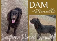 Boy , a male Boykin Spaniel for sale in Ocilla, GA – 5 of 5