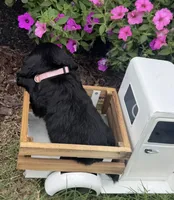 Pink collar , a female English Cocker Spaniel for sale in Ocilla, GA – 3 of 5
