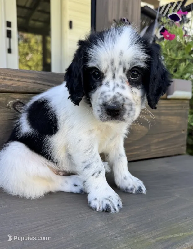 Pink collar  – English Cocker Spaniel puppy for sale in Ocilla, GA