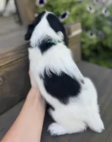 Blue collar , a male English Cocker Spaniel for sale in Ocilla, GA – 4 of 6
