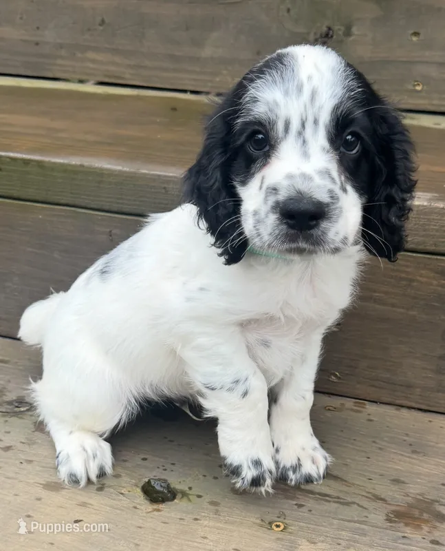 Blue collar  – English Cocker Spaniel puppy for sale in Ocilla, GA