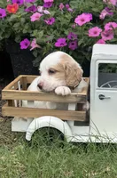Tan collar , a female English Cocker Spaniel for sale in Ocilla, GA – 2 of 6