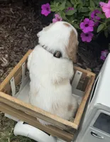 Tan collar , a female English Cocker Spaniel for sale in Ocilla, GA – 4 of 6