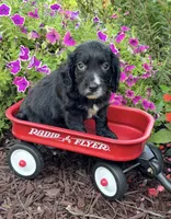 Pink collar , a female English Cocker Spaniel for sale in Ocilla, GA – 8 of 10
