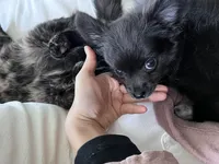 Daisy - Long-Haired Chihuahua, a female Chihuahua for sale in Fairfax, VA – 3 of 7