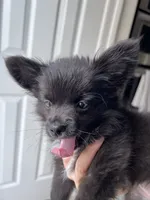 Daisy - Long-Haired Chihuahua, a female Chihuahua for sale in Fairfax, VA – 6 of 7