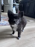 Daisy - Long-Haired Chihuahua, a female Chihuahua for sale in Fairfax, VA – 2 of 7