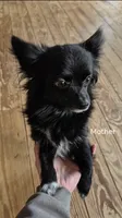 Daisy - Long-Haired Chihuahua, a female Chihuahua for sale in Fairfax, VA – 7 of 7