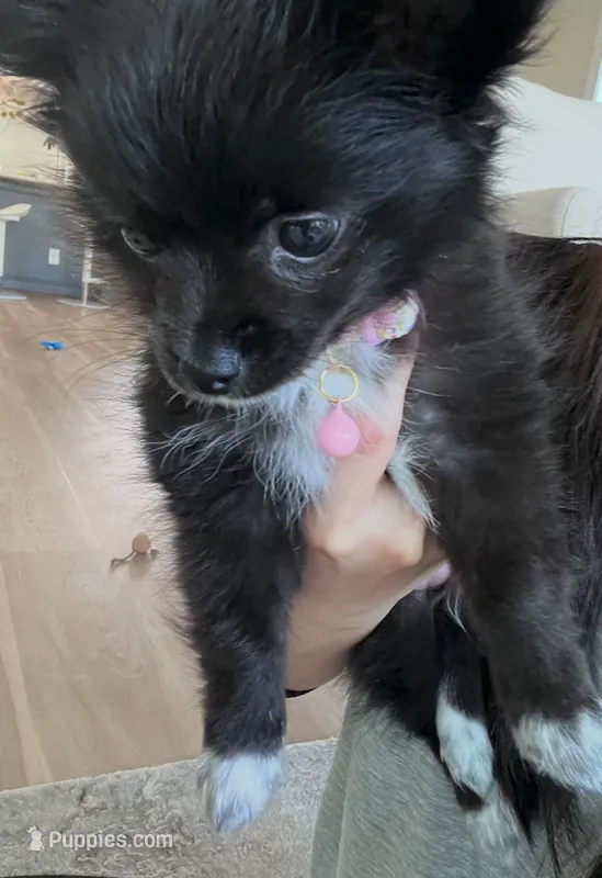 Daisy - Long-Haired Chihuahua – Chihuahua puppy for sale in Fairfax, VA