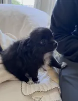 Daisy - Long-Haired Chihuahua, a female Chihuahua for sale in Fairfax, VA – 4 of 7