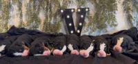 Viper Ridge , a male Bernese Mountain Dog for sale in Winigan, MO – 3 of 7