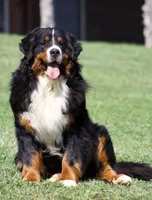 Vintage Smoke, a male Bernese Mountain Dog for sale in Winigan, MO – 6 of 7