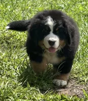 Heath , a male Bernese Mountain Dog for sale in Winigan, MO – 2 of 3