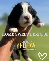 Valentino Gold , a male Bernese Mountain Dog for sale in Winigan, MO – 6 of 6