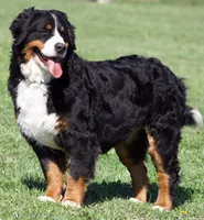 Wildflowers on the moon , a female Bernese Mountain Dog for sale in Winigan, MO – 4 of 6