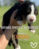 Viper Ridge , a male Bernese Mountain Dog for sale in Winigan, MO – 7 of 7