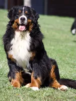 Venture West , a male Bernese Mountain Dog for sale in Winigan, MO – 7 of 8