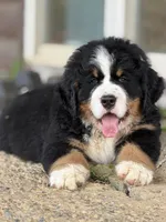 Heath , a male Bernese Mountain Dog for sale in Winigan, MO – 1 of 3