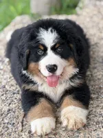 Creed , a male Bernese Mountain Dog for sale in Winigan, MO – 3 of 5