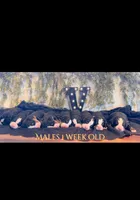 Venture West , a male Bernese Mountain Dog for sale in Winigan, MO – 2 of 8