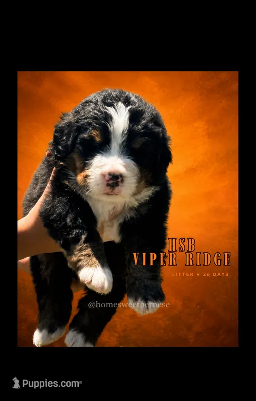 Viper Ridge  – Bernese Mountain Dog puppy for sale in Winigan, MO