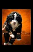 Viper Ridge , a male Bernese Mountain Dog for sale in Winigan, MO – 1 of 7