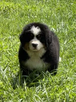 Creed , a male Bernese Mountain Dog for sale in Winigan, MO – 4 of 5