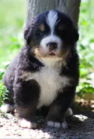 Thunder , a male Bernese Mountain Dog for sale in Winigan, MO – 2 of 8