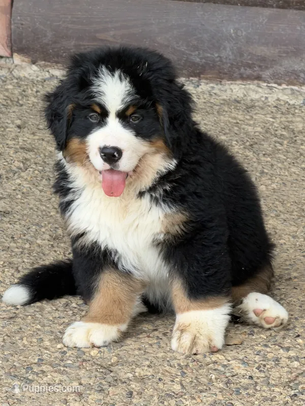 Creed  – Bernese Mountain Dog puppy for sale in Winigan, MO