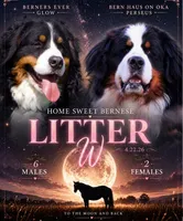 Wildflowers on the moon , a female Bernese Mountain Dog for sale in Winigan, MO – 5 of 6