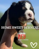 Thunder , a male Bernese Mountain Dog for sale in Winigan, MO – 8 of 8