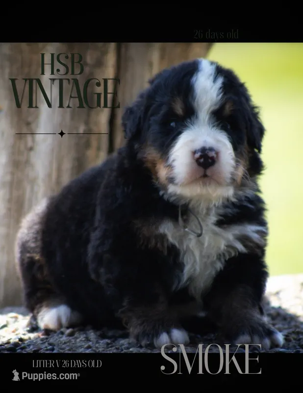 Vintage Smoke – Bernese Mountain Dog puppy for sale in Winigan, MO