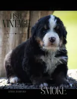 Vintage Smoke, a male Bernese Mountain Dog for sale in Winigan, MO – 1 of 7
