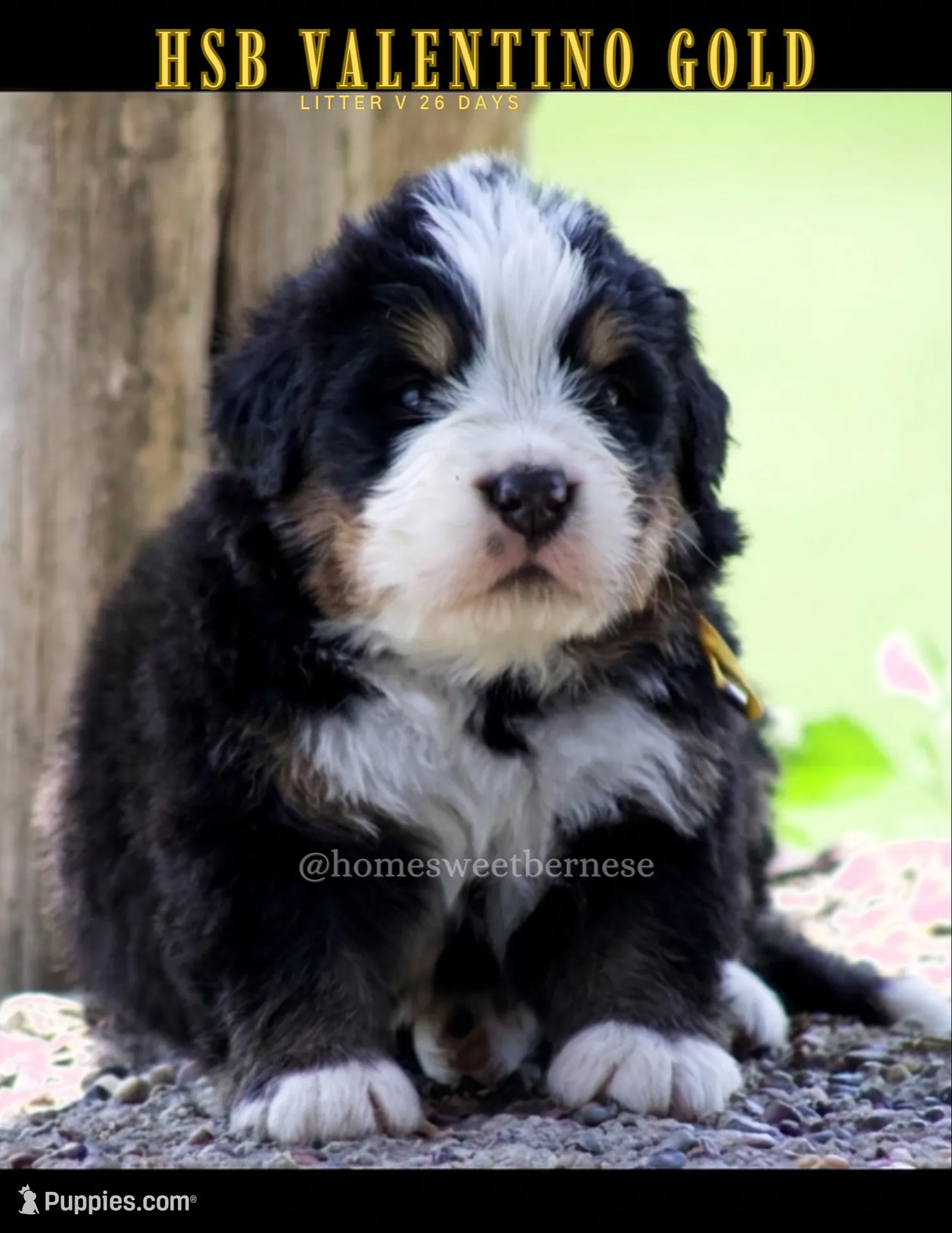 Valentino Gold , a male Bernese Mountain Dog for sale in Winigan, MO – 2 of 6